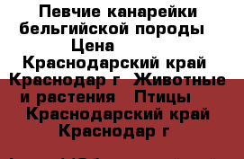 Певчие канарейки бельгийской породы › Цена ­ 500 - Краснодарский край, Краснодар г. Животные и растения » Птицы   . Краснодарский край,Краснодар г.